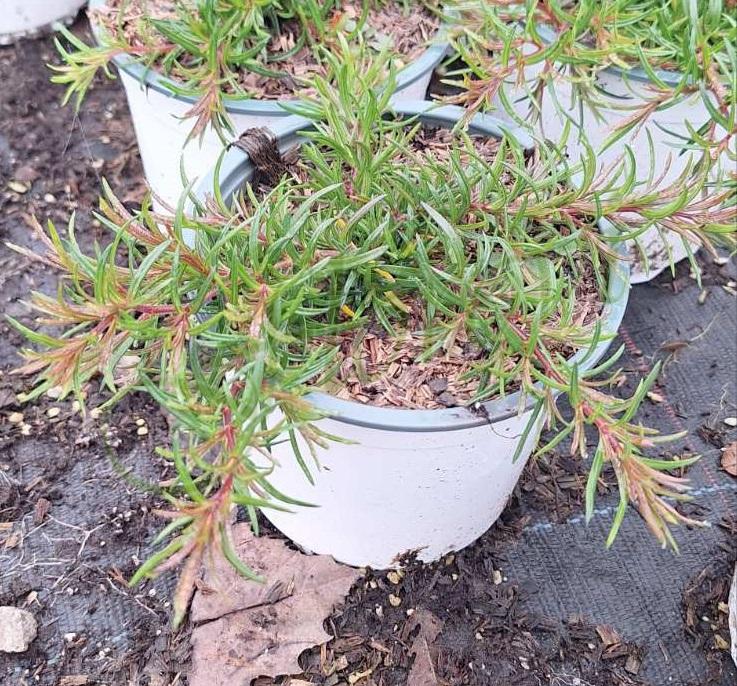 Флокс, разсадник Флорови Флокс, разсадник Флорови