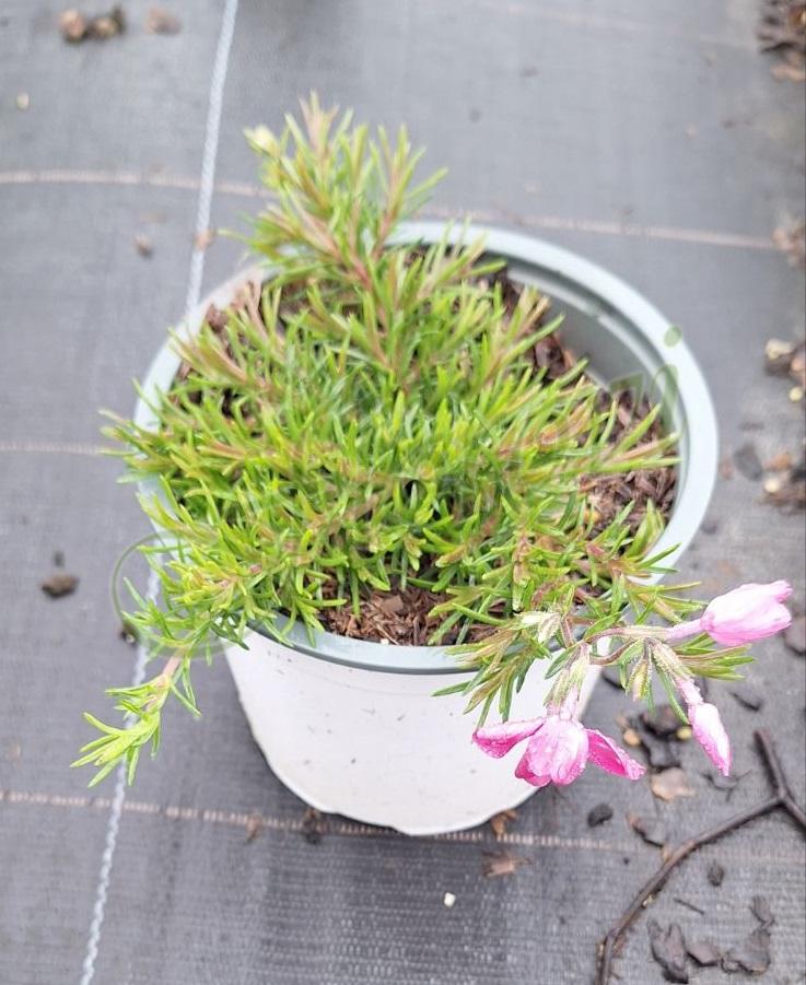 Флокс, Флорови Флокс, Флорови