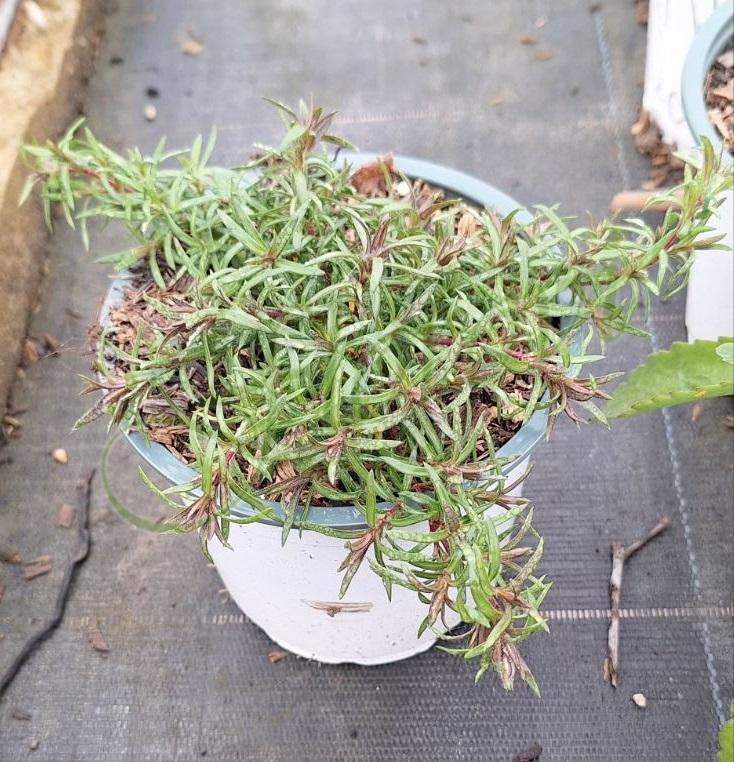 Phlox, разсадник Флорови Phlox, разсадник Флорови