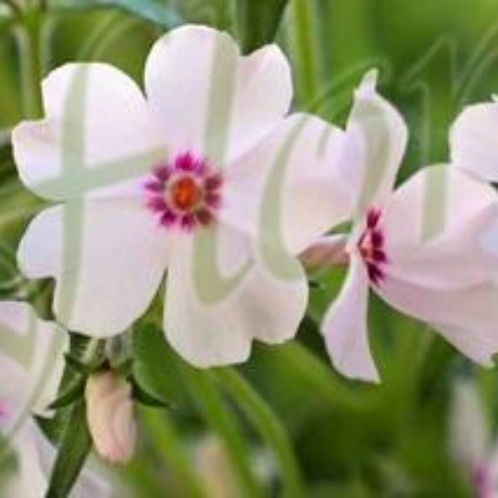 Phlox Amazing Grace’