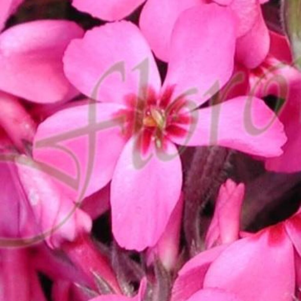 Phlox Atropurpurea’