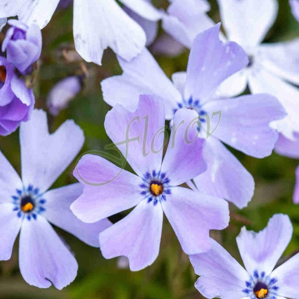 Phlox Cushion Blue’