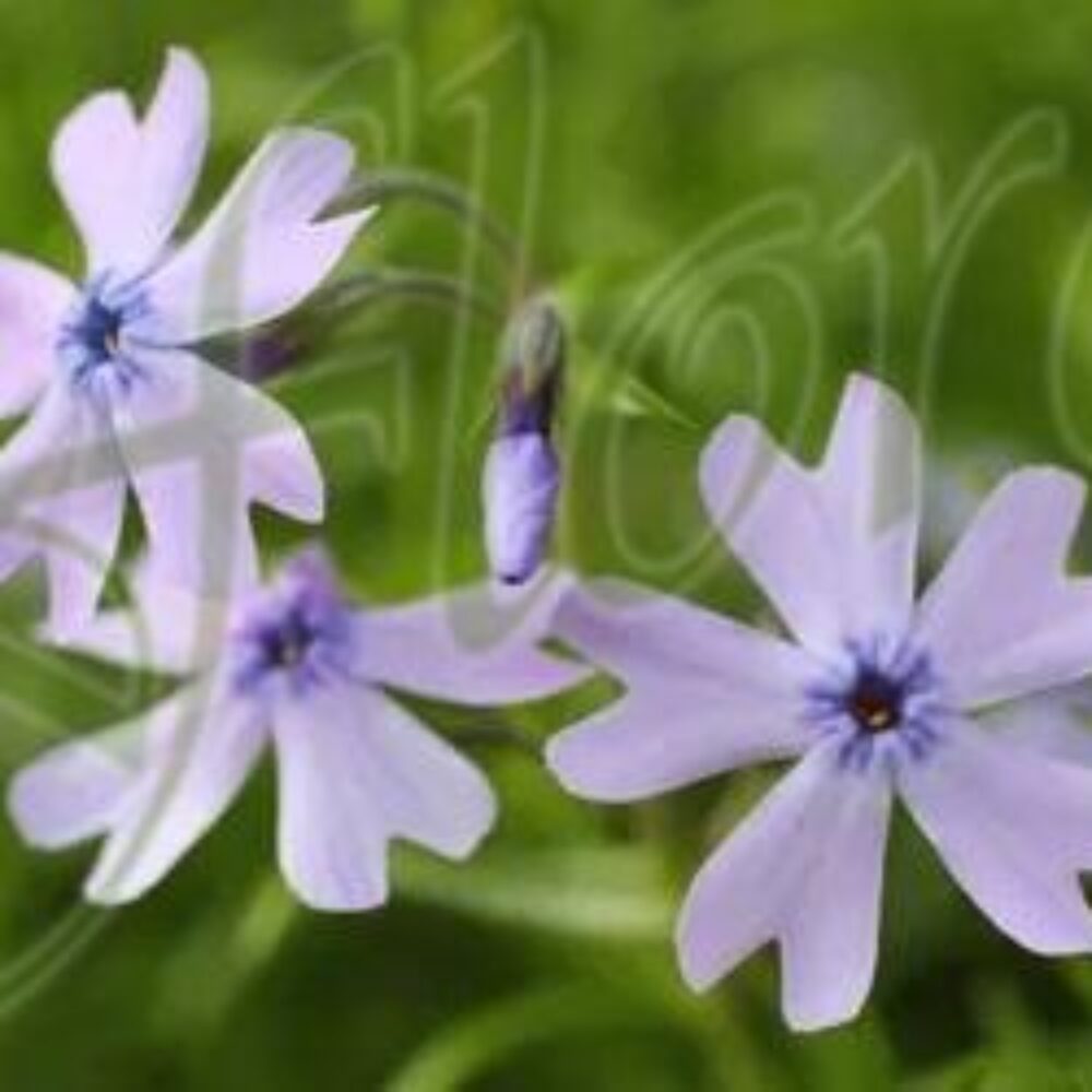Phlox Fabulous Blue Dark Center’