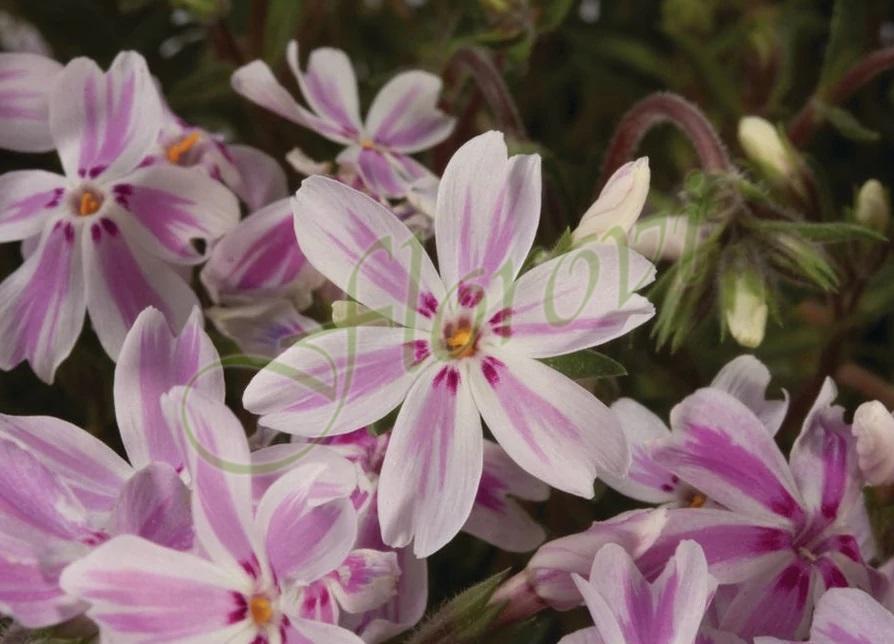 Phlox Kimono' Phlox Kimono'