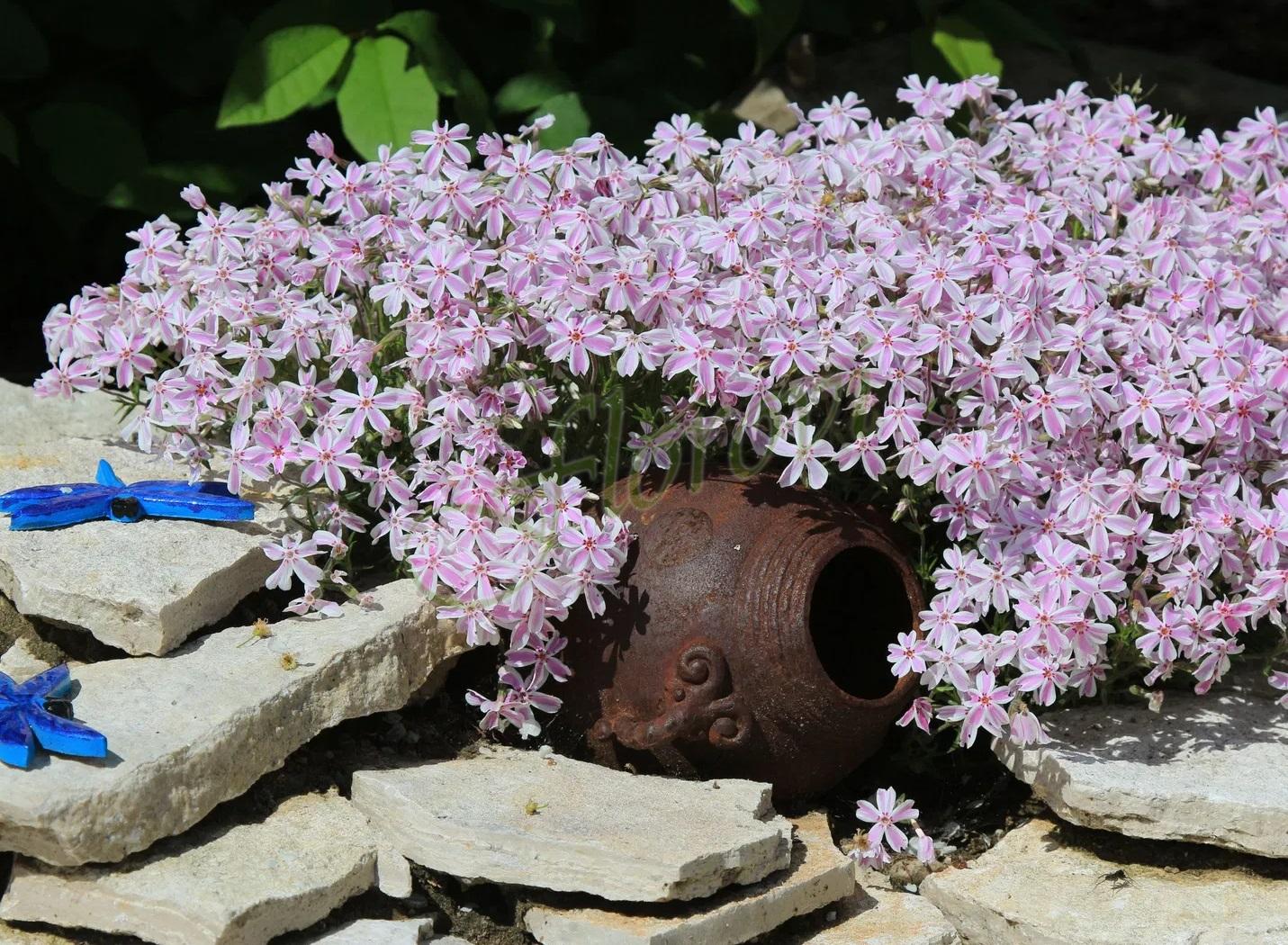 Phlox Kimono'1 Phlox Kimono'1