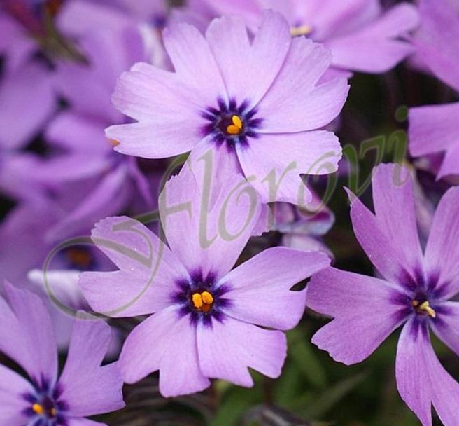 Phlox Purple Beauty' Phlox Purple Beauty'