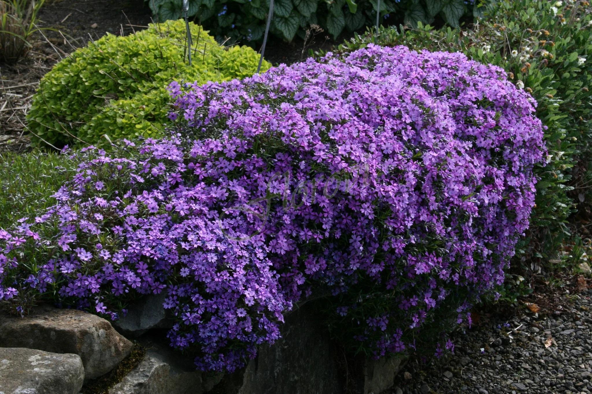 Phlox Purple Beauty'1 Phlox Purple Beauty'1