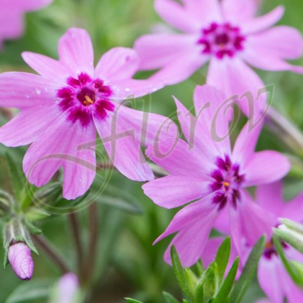 Phlox fabulous dark rose eye