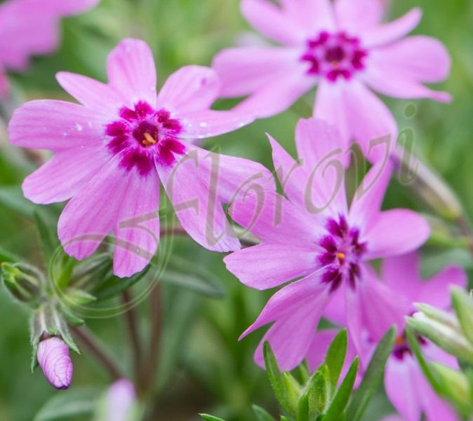 Phlox fabulous dark rose eye Phlox fabulous dark rose eye