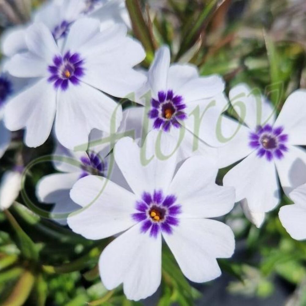 Phlox subulata ‘Bavaria‘