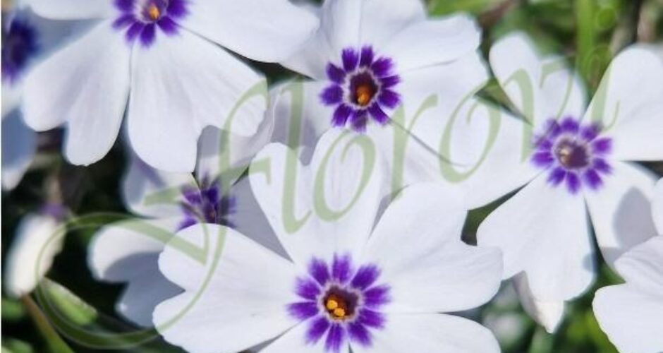 Phlox subulata ‘Bavaria‘