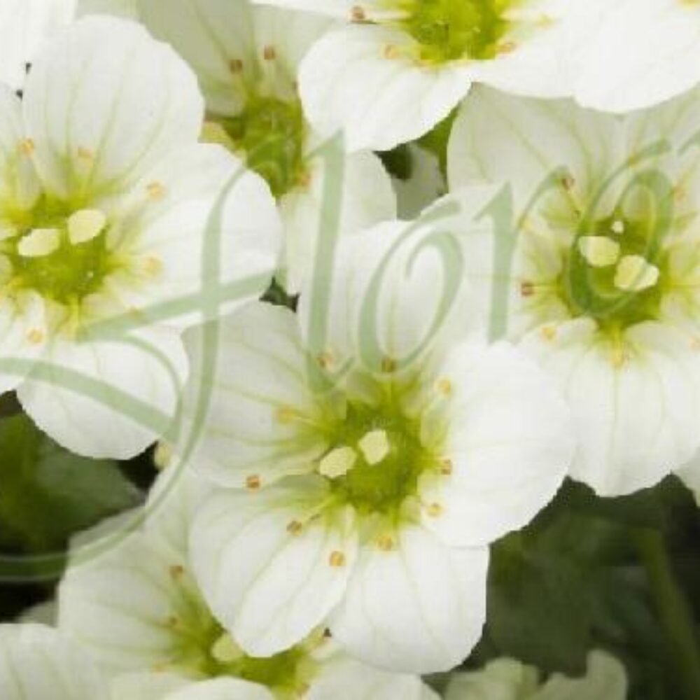 Саксифрага (Каменоломка) Saxifraga Marto White’