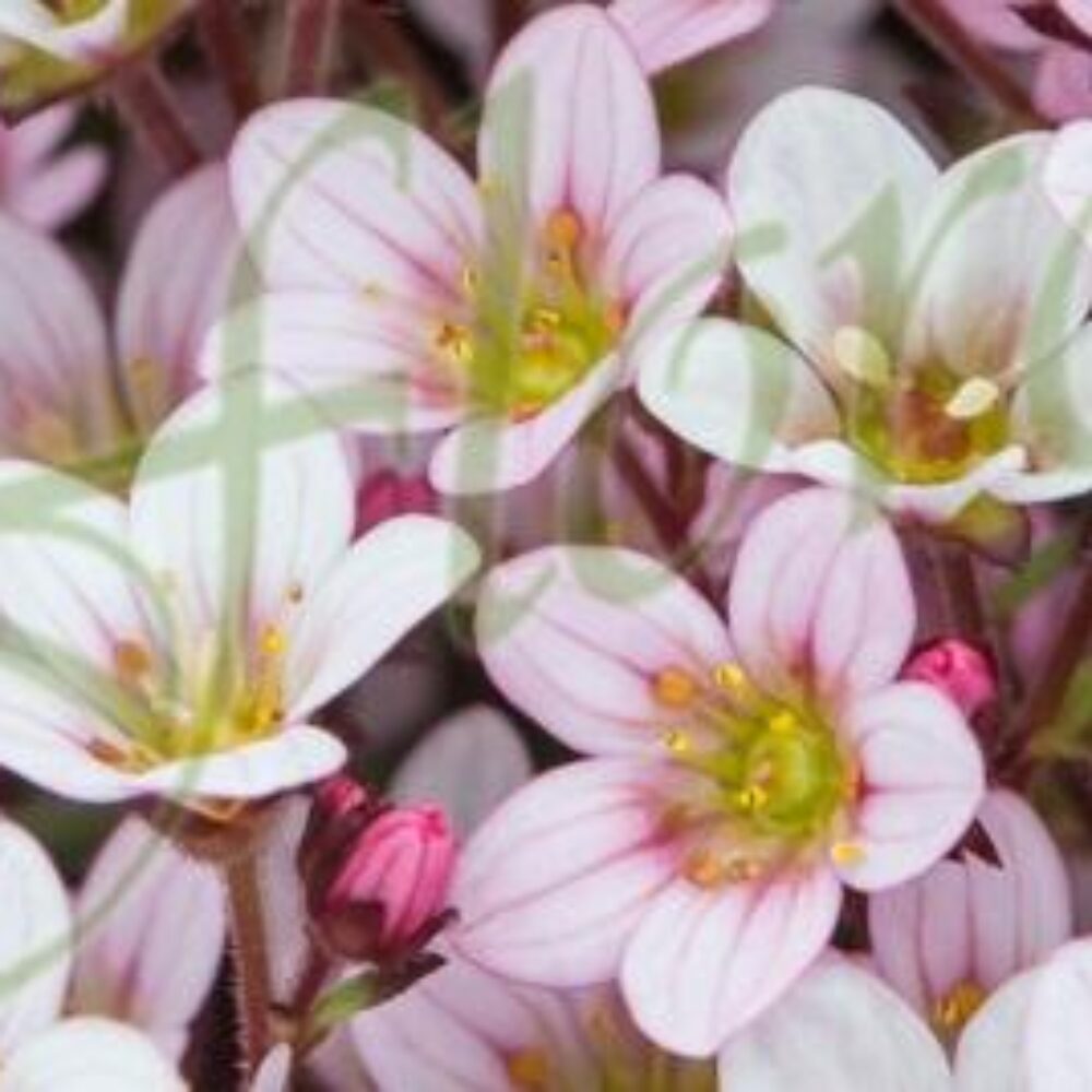 Saxifraga Pixi Pan Appleblossom’
