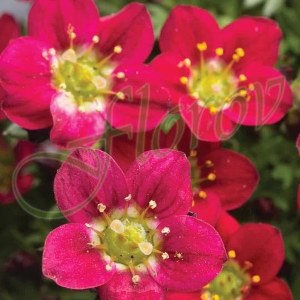Saxifraga Pixi Pan Red’