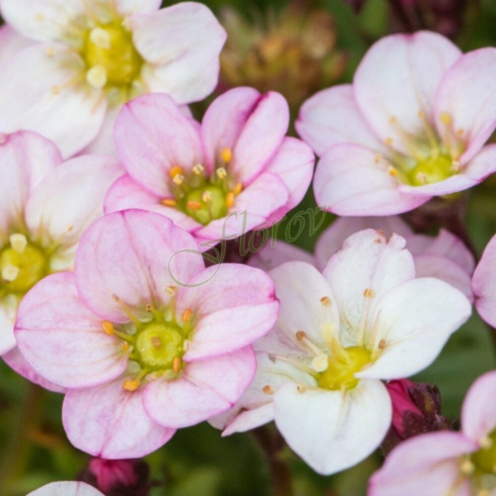 Саксифрага Saxifraga x arendsii ‘Ice Colours Appleblossom’