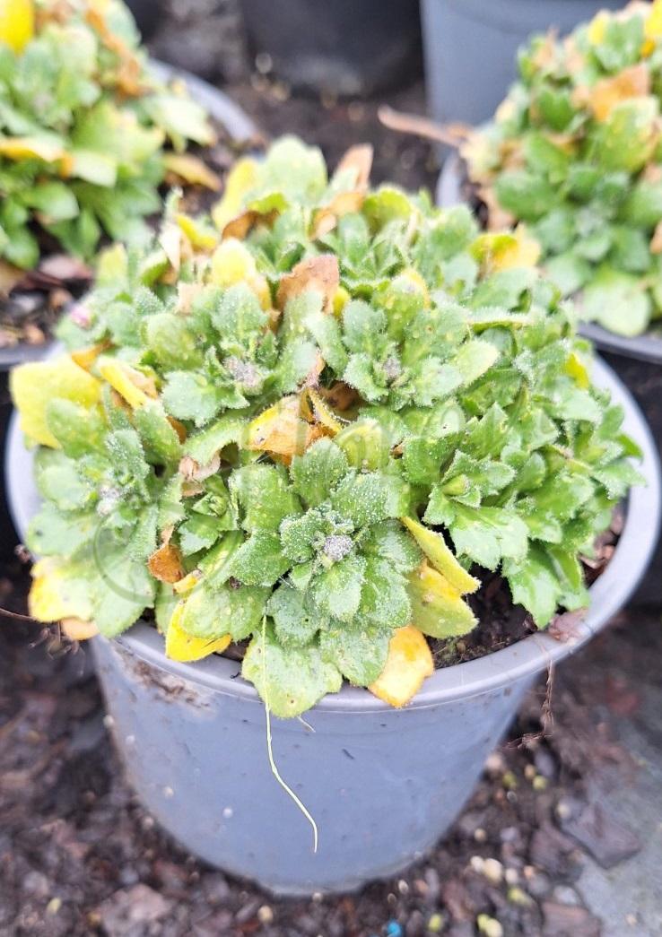 Обриета Aubrieta gracilis Florado Blue Blush Bicolour Обриета Aubrieta gracilis Florado Blue Blush Bicolour