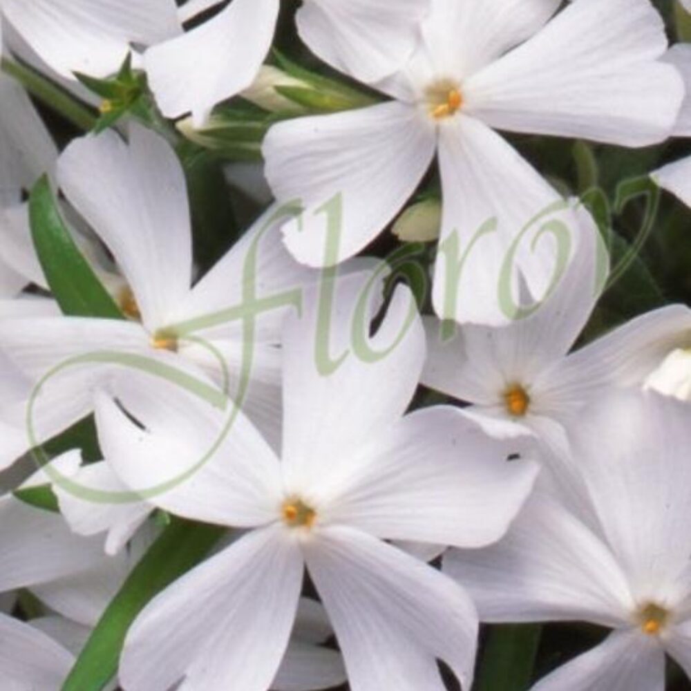 Флокс, разсадник Флорови