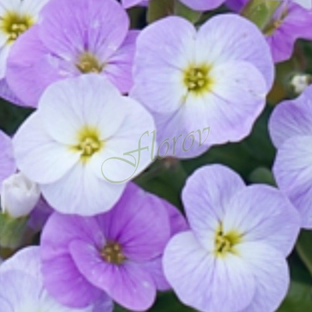 Aubrieta Флорови