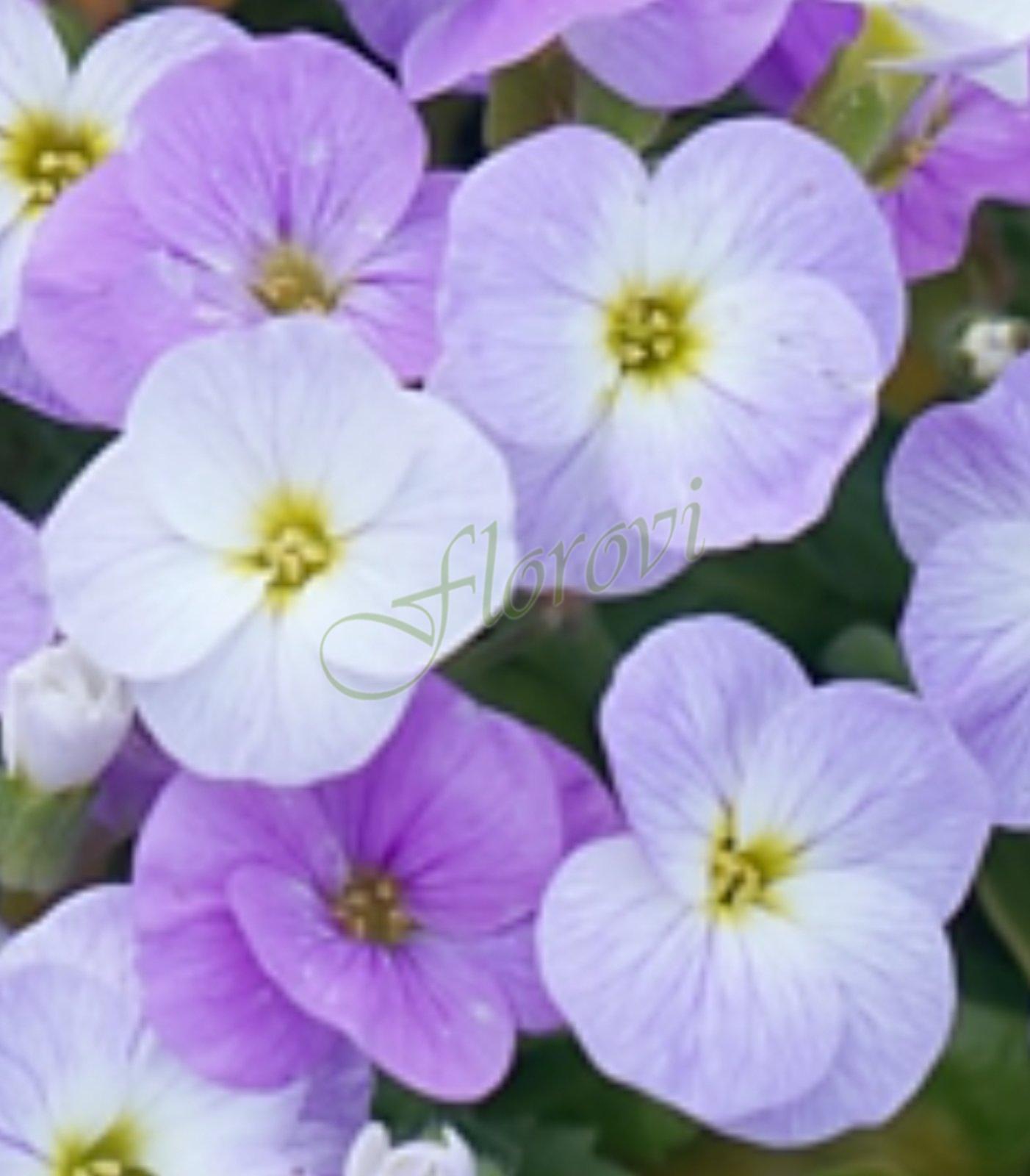 Aubrieta Флорови Aubrieta Флорови