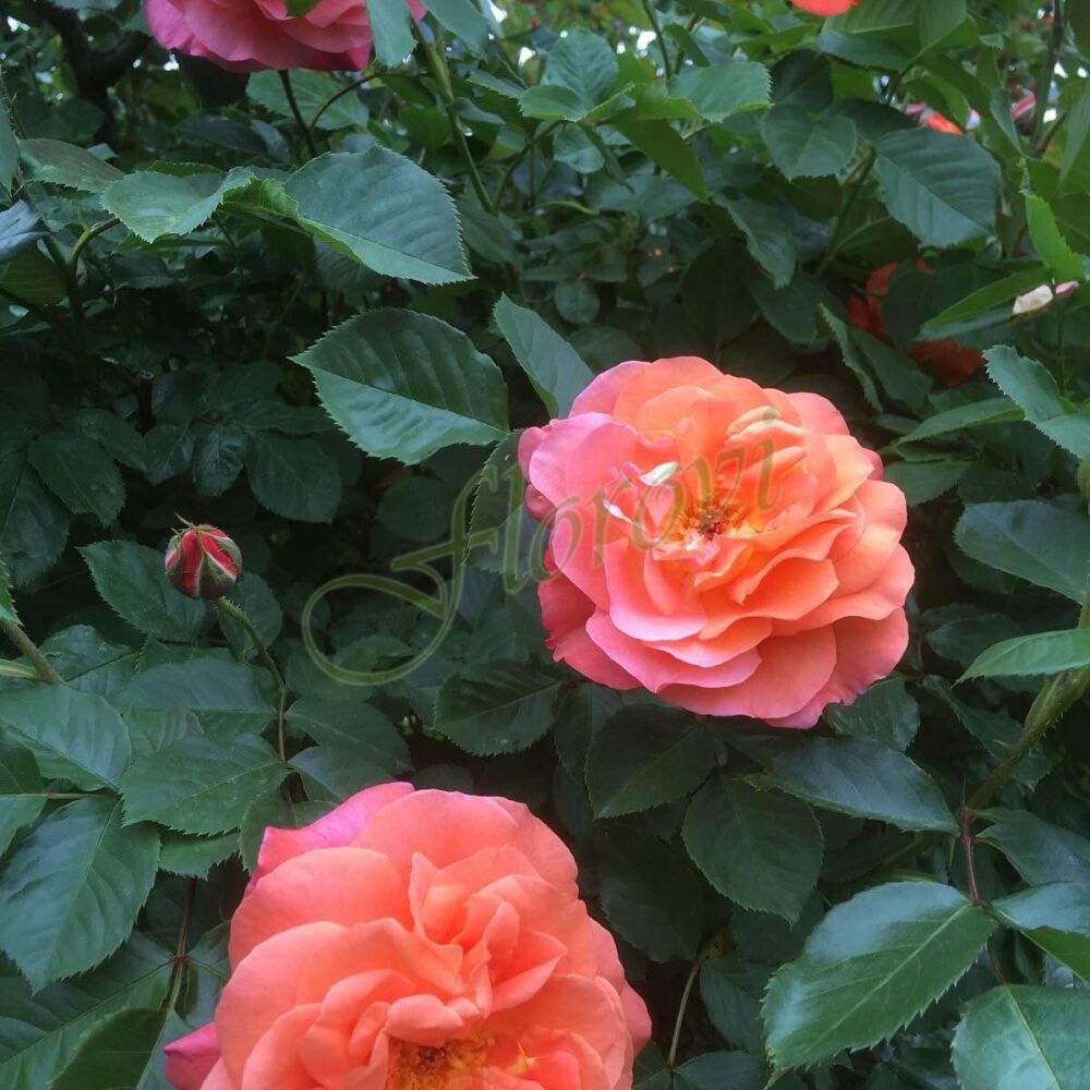 Катереща роза номер 22, Флорови