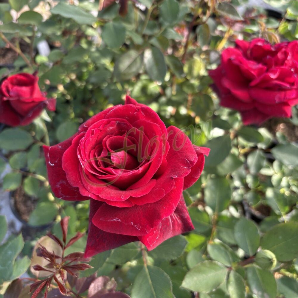 Катереща роза 25, Флорови