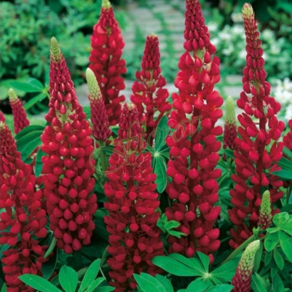 Лупина Lupinus polyphyllus Legendary Red Shades