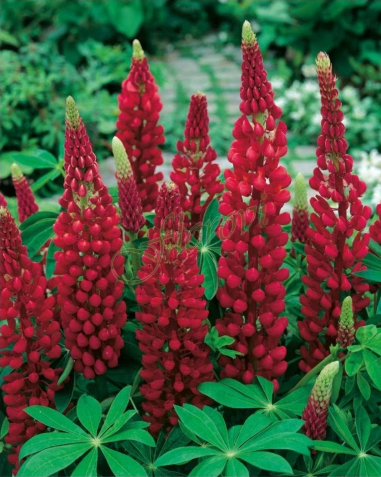 Лупина Lupinus polyphyllus Legendary Red Shades Лупина Lupinus polyphyllus Legendary Red Shades