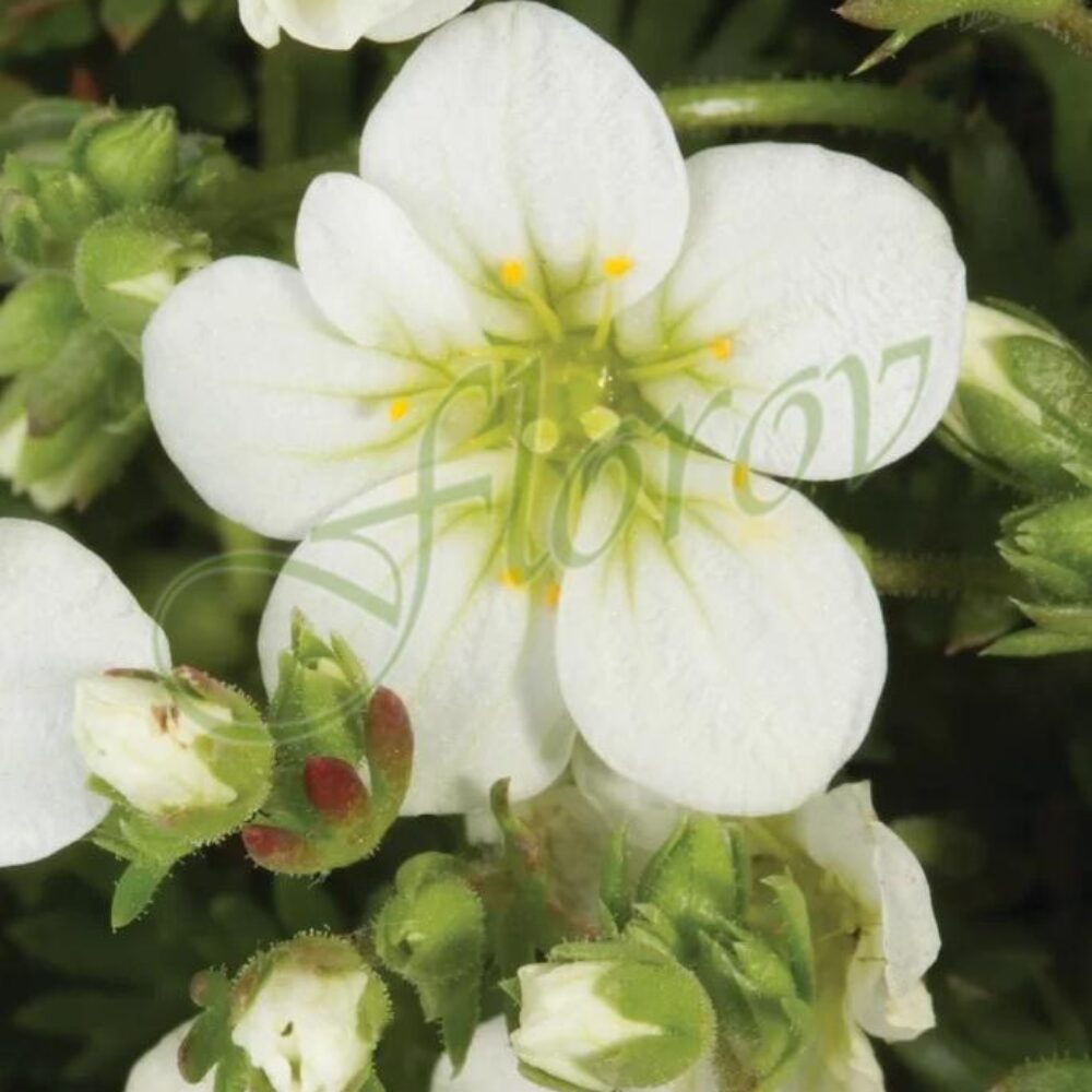saxifraga white star