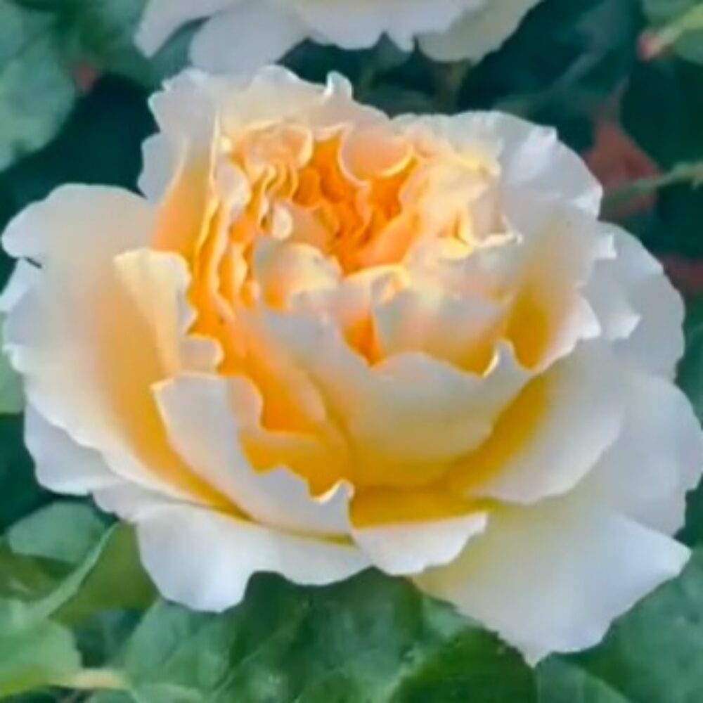 Храстовидна роза 102