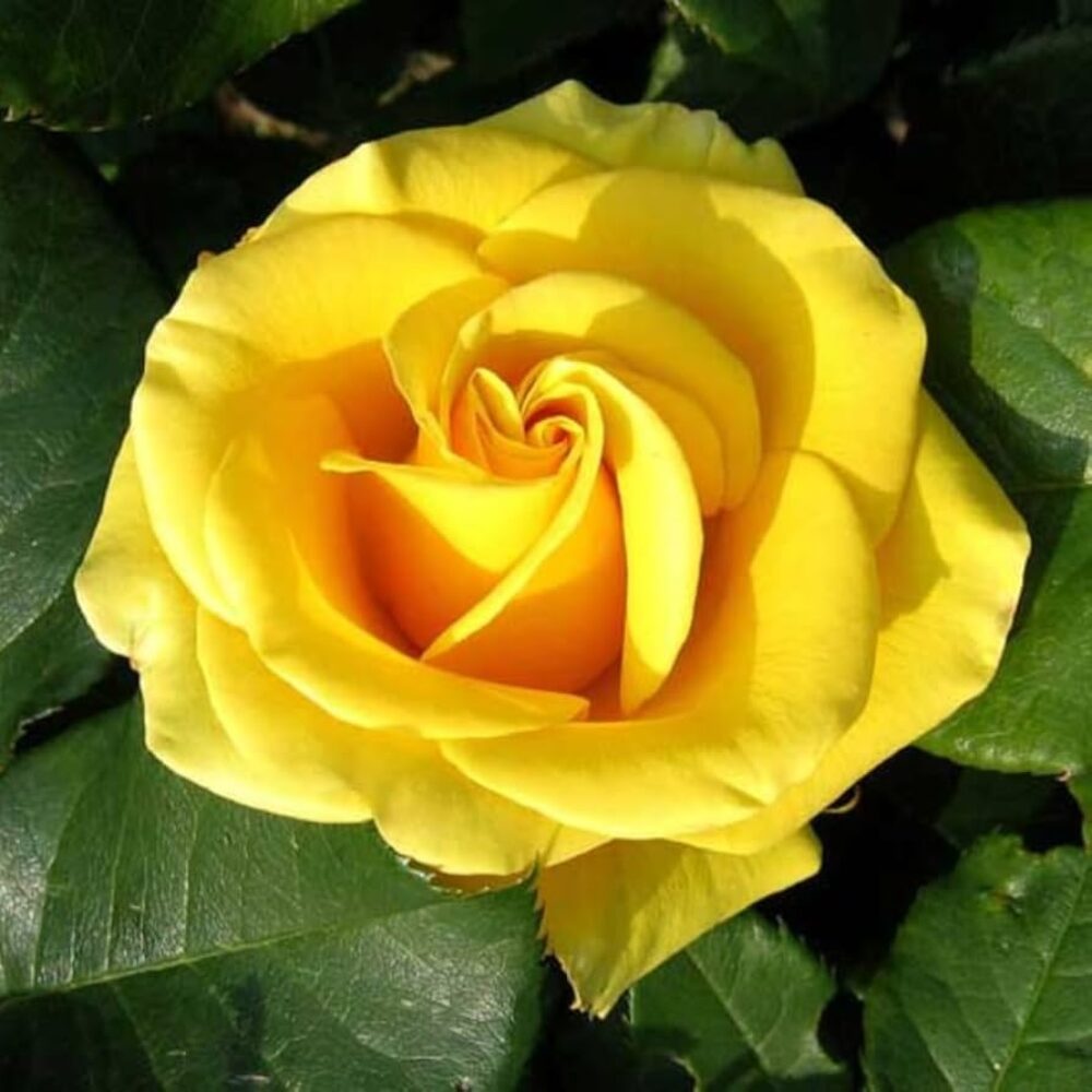 Храстовидна роза 105