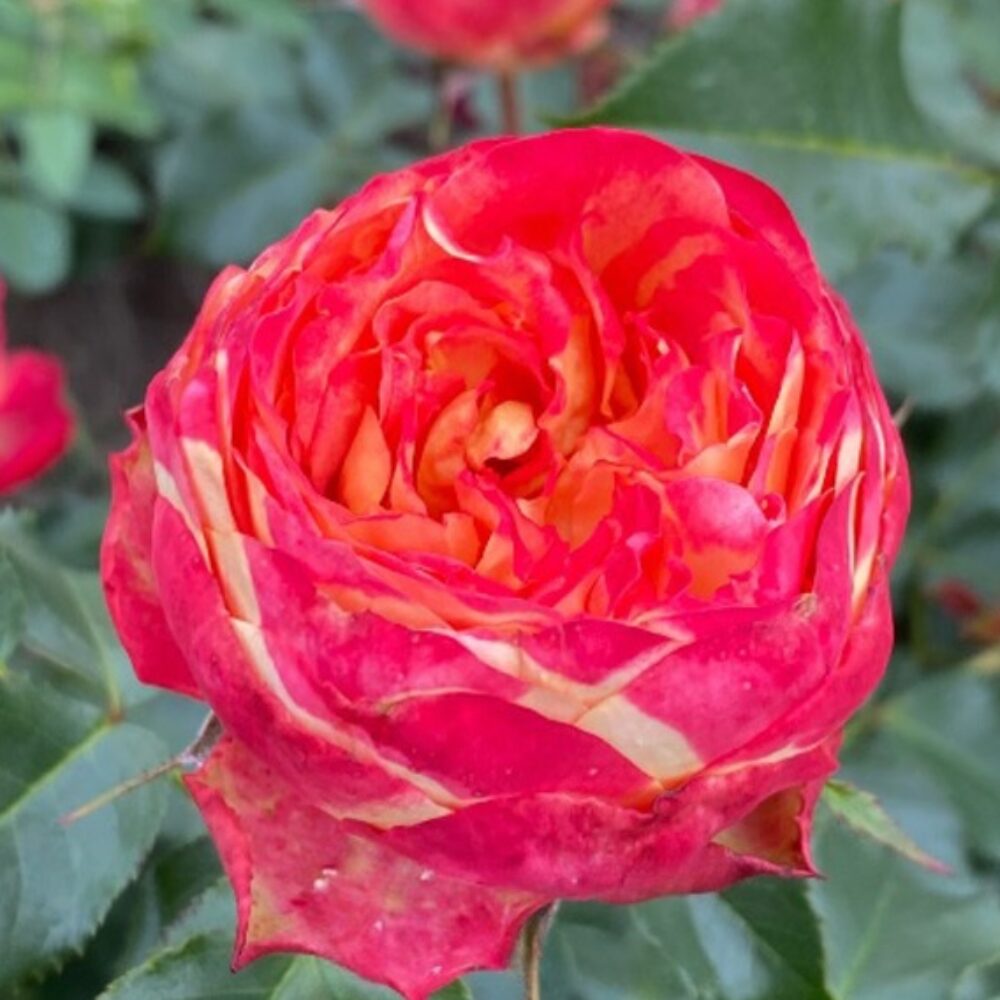 Храстовидна роза 123