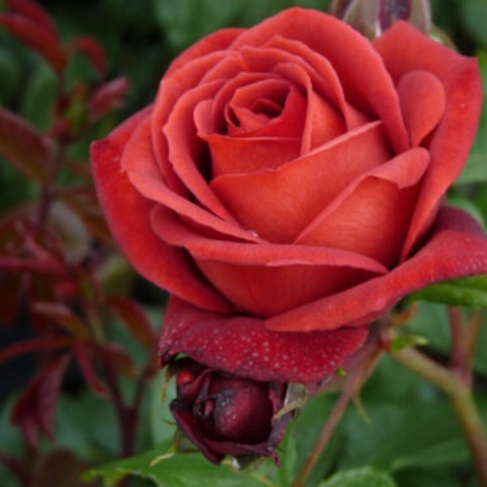 Храстовидна роза 127