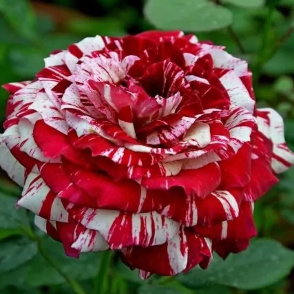 Храстовидна роза 128