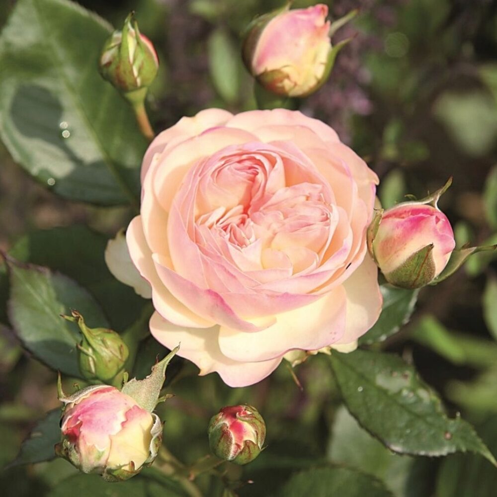 Храстовидна роза 129