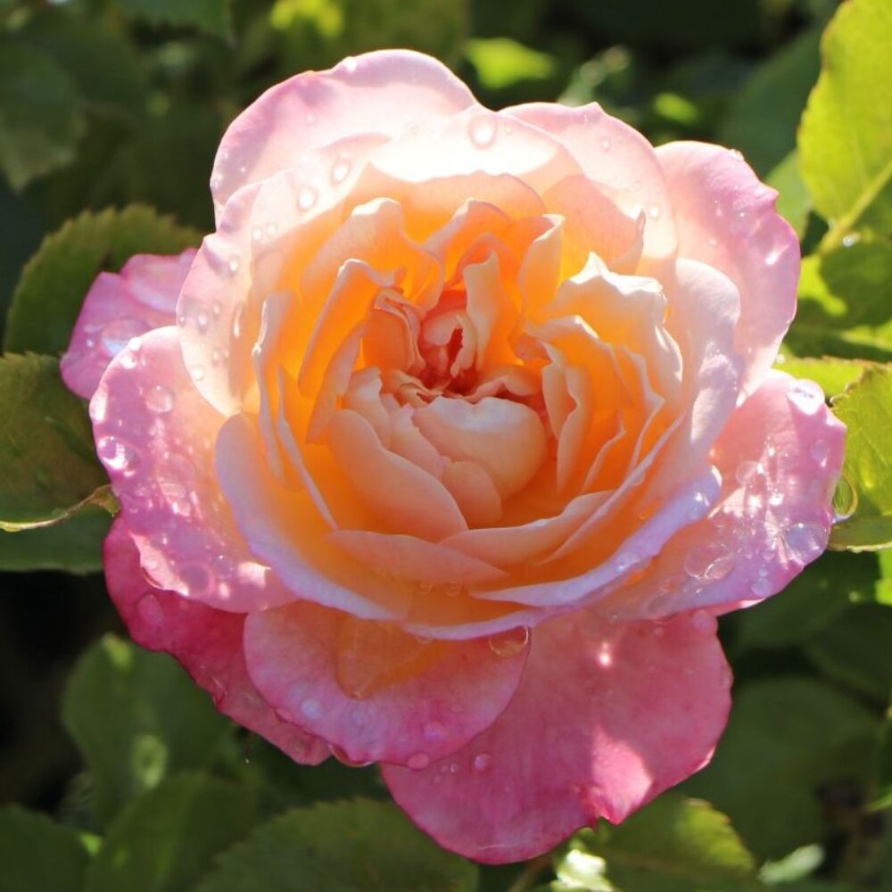 Храстовидна роза 140