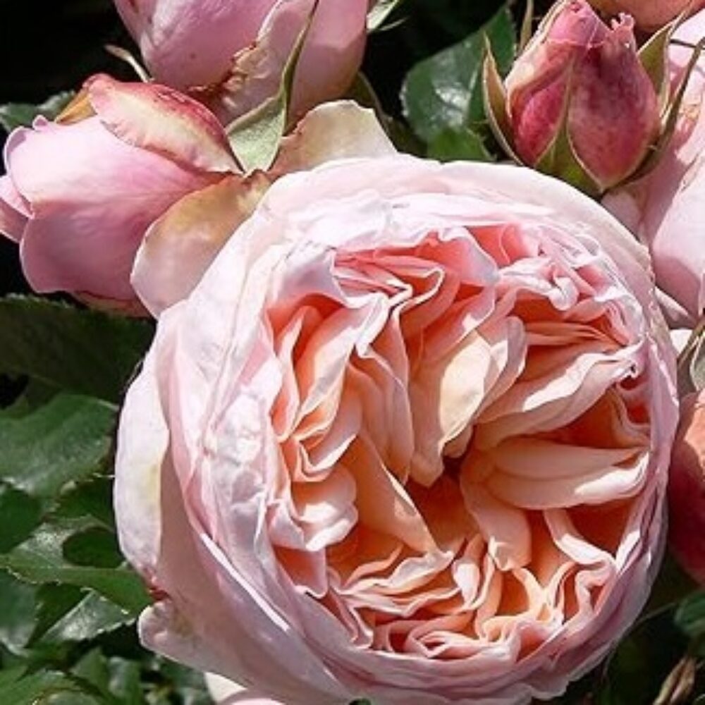 Храстовидна роза 142