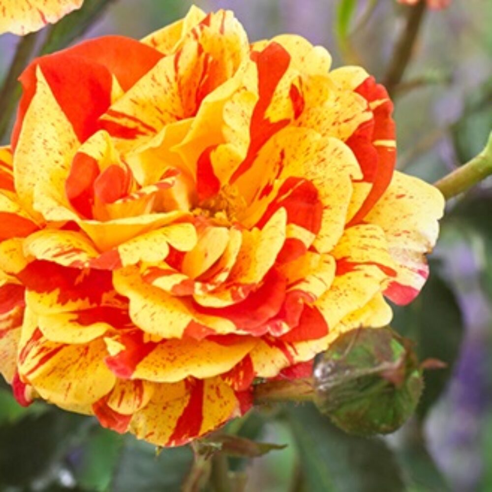 Храстовидна роза 144