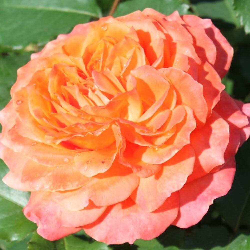 Храстовидна роза 145