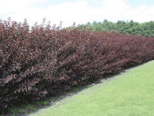 Жив плет от Физокарпус (Physocarpus opulifolius)