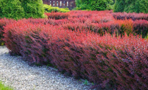 Жив плет от Берберис (Berberis thunbergii)