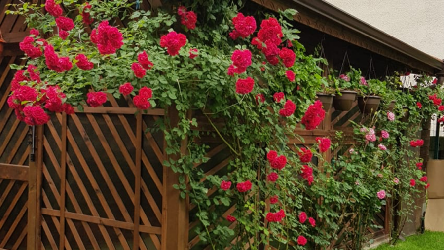 Изграждане на жив плет от рози