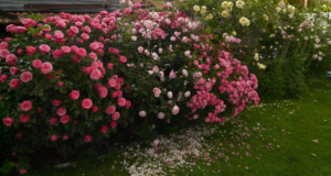 Рози Флорибунда (Floribunda)