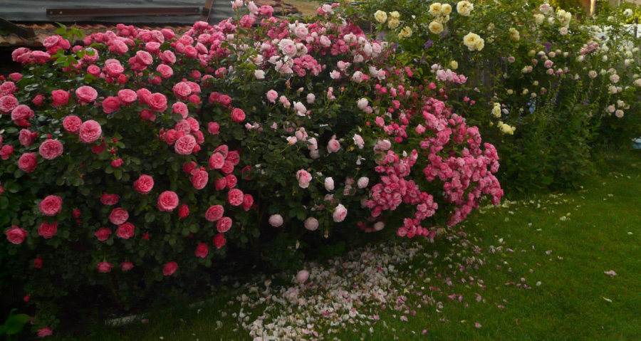 Рози Флорибунда (Floribunda)