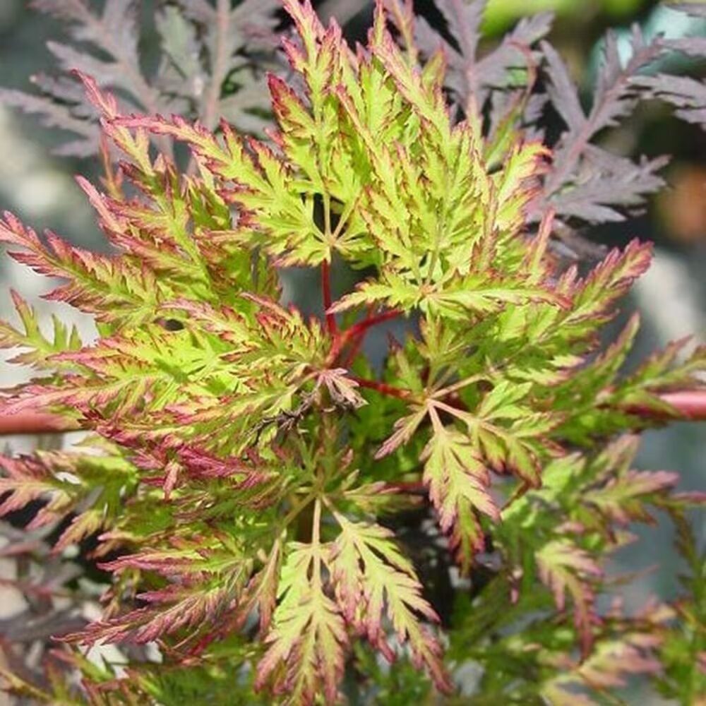 Acer palmatum ‘Emerald Lace’