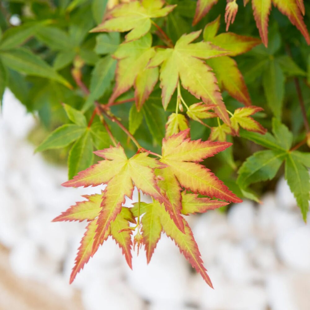 Acer palmatum Little Princess