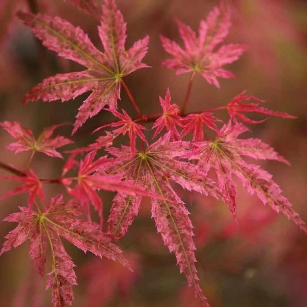 Acer palmatum ‘Phoenix’