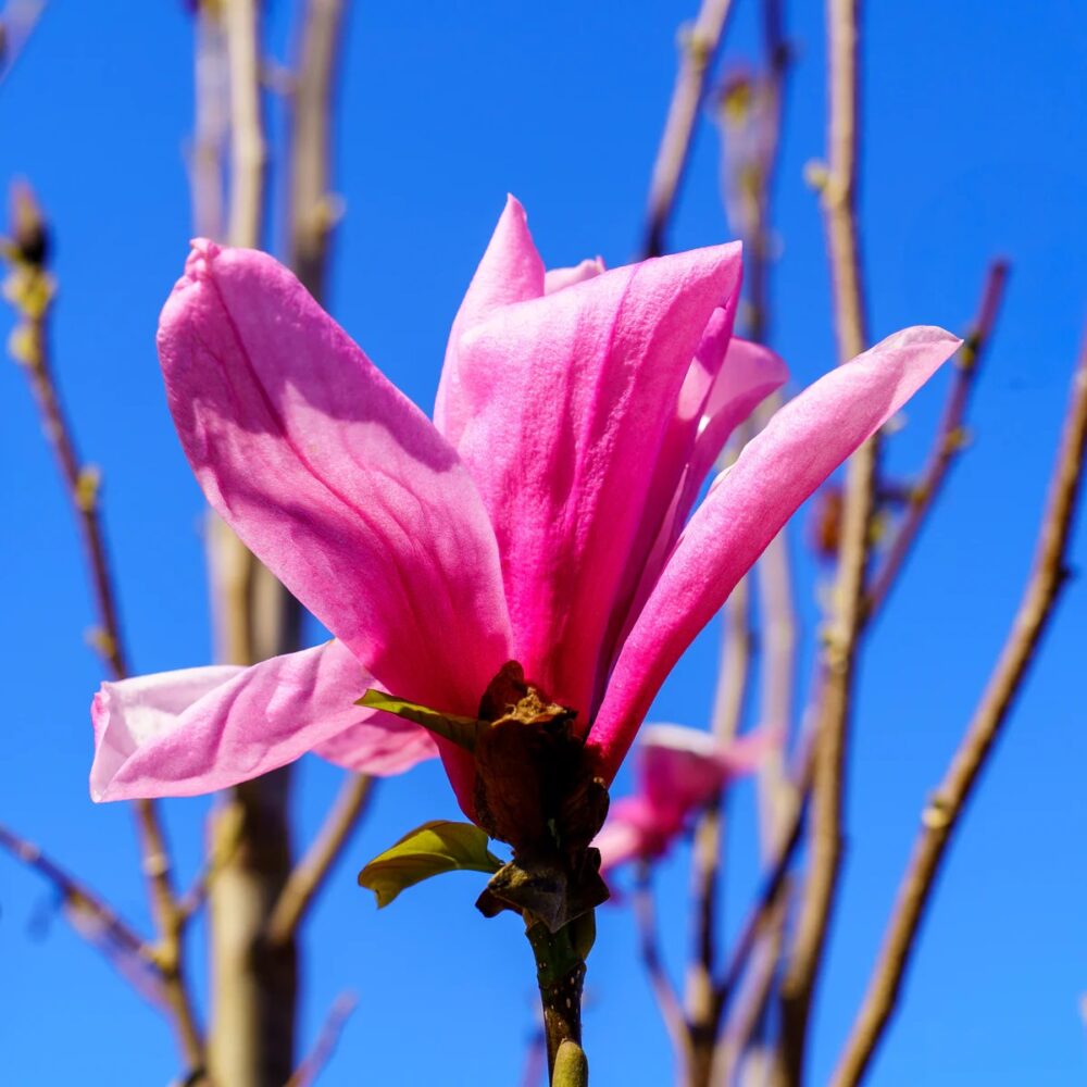 Magnolia ‘Betty’