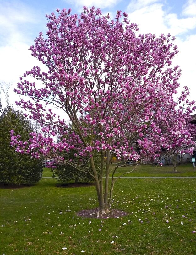 Magnolia 'Galaxy' 1 Magnolia 'Galaxy' 1