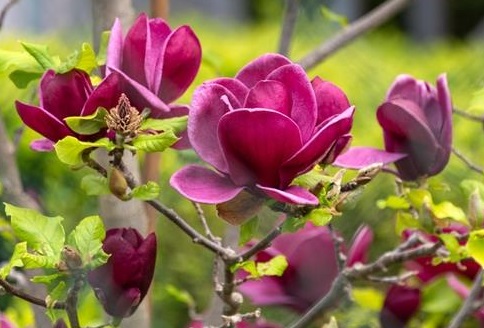 Magnolia 'Genie' 0 Magnolia 'Genie' 0