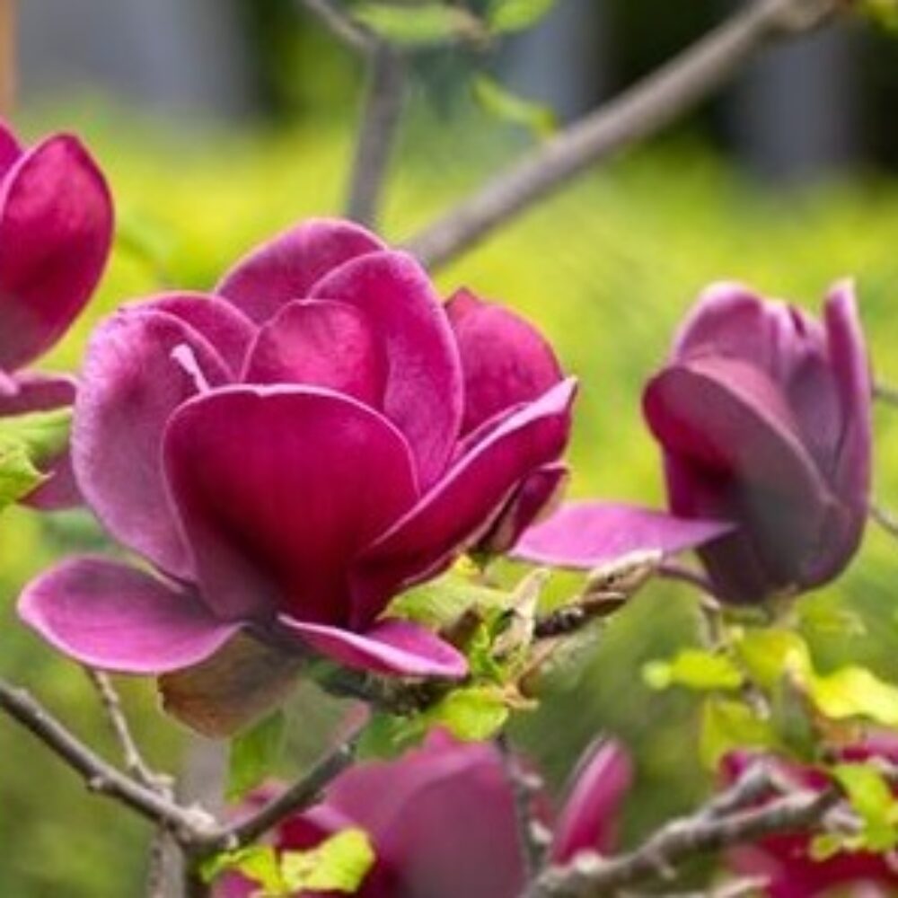 Magnolia ‘Genie’